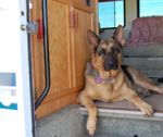 Bru-Bru in RV